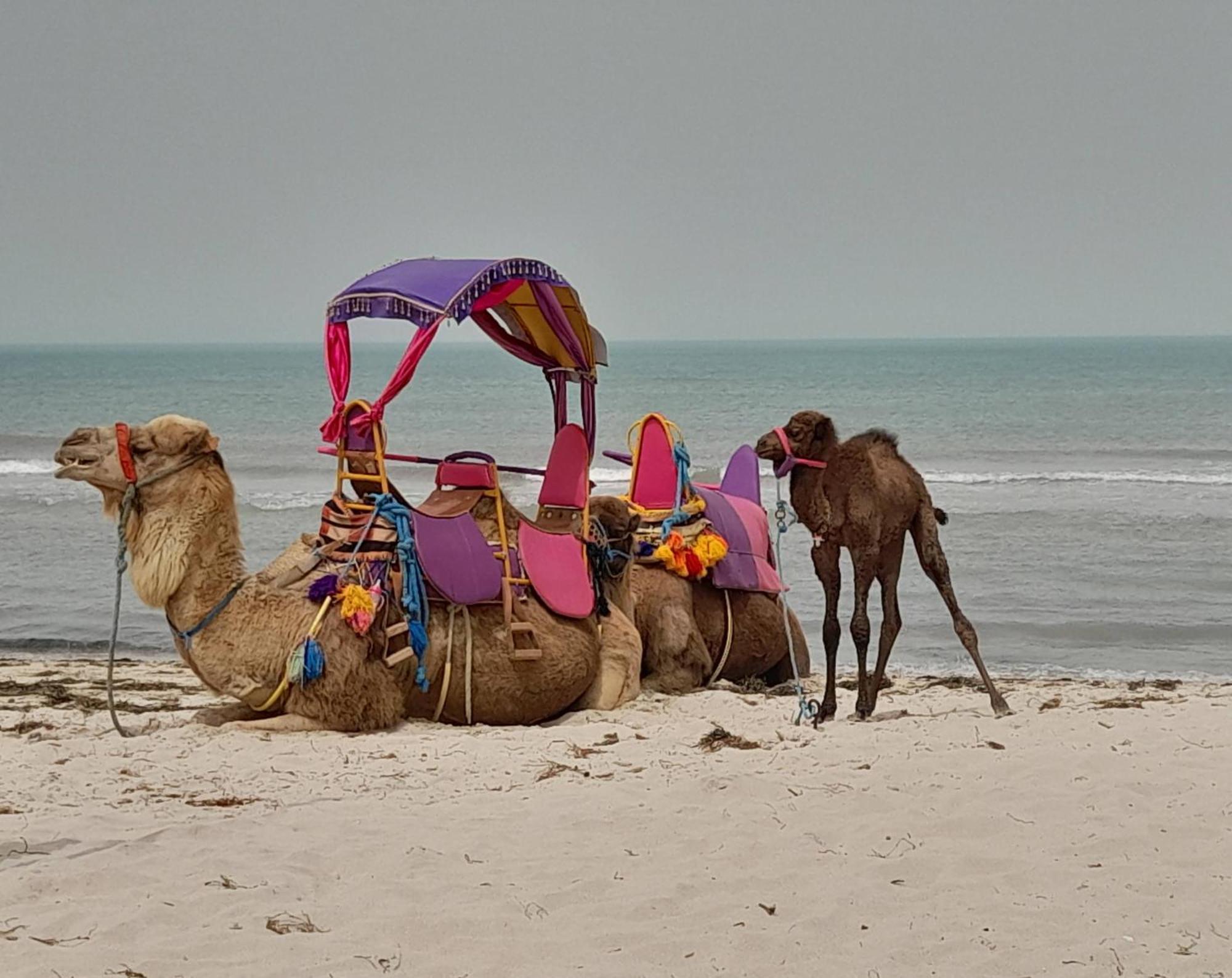 Dar El Kahina Djerba Hotell Mezraia Eksteriør bilde